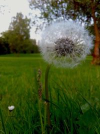 Close-up of dandelion in field