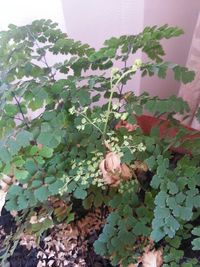 Close-up of plant growing on tree