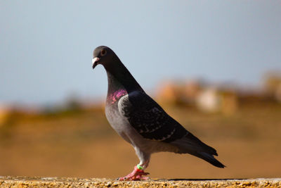 Close-up of bird perching on retaining wall