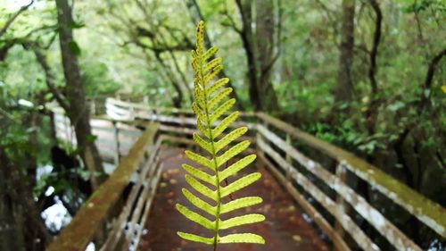 Close-up of fern against trees