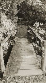 Steps amidst trees