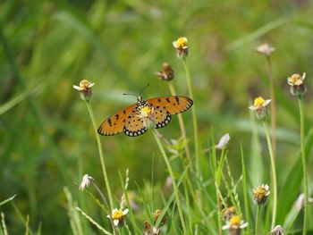 Close-up of butterfly pollinating on flower