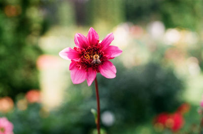 Close-up of pink flower