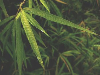 Close-up of fresh green grass