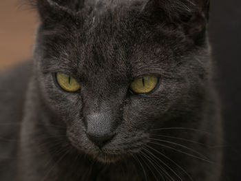 Close-up portrait of a cat