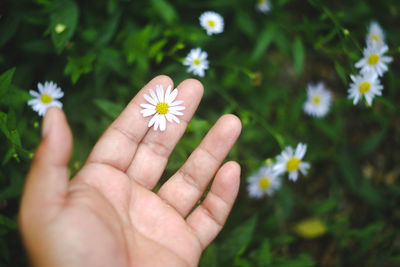 Close-up of hand holding flowering plant