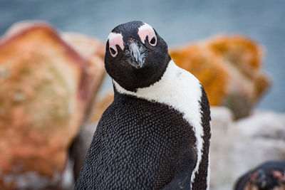Close-up of bird