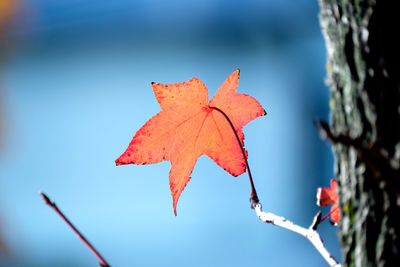 Close-up of maple leaf on tree against sky