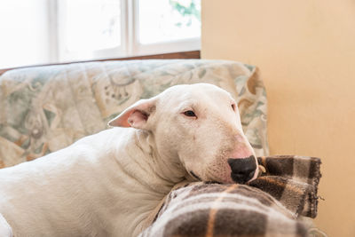 Close-up of a dog at home