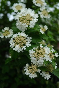 Close-up of white flowering plant