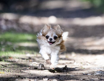 Portrait of dog running on land