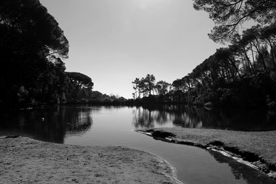 Reflection of trees in water