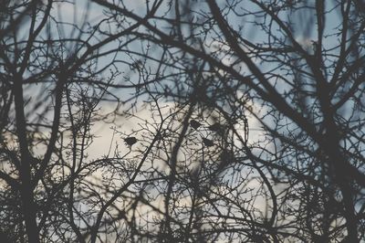 Close-up of bird perching on bare tree in forest