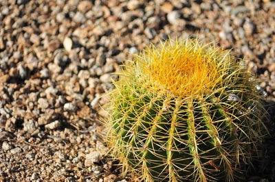 Close-up of cactus growing on field