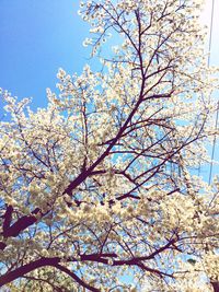 Low angle view of tree against sky