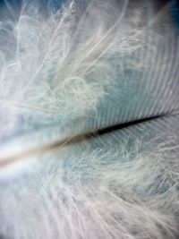 Full frame shot of feather