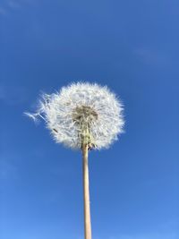 Low angle view of dandelion against blue sky