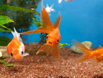 View of fish in fish tank