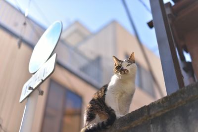Low angle view of cat sitting on retaining wall during sunny day