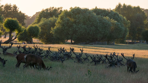 Horses grazing in a field