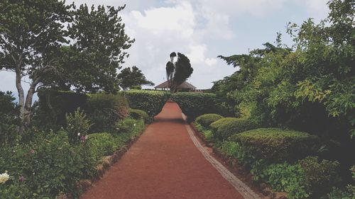 Man on footpath amidst trees against sky