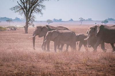 A herd of elephants in the serengeti