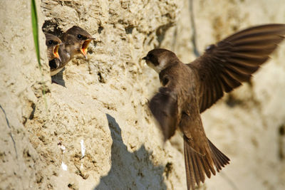 Sand martin feeding the offspring in the colony on the steep river banks of the drava river