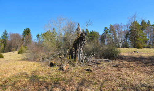 View of an animal on land