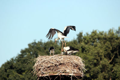 Low angle view of birds in nest against sky