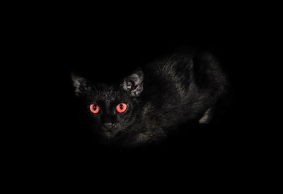 Portrait of black cat against gray background