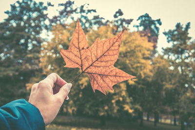 Close-up of hand holding maple leaf during autumn