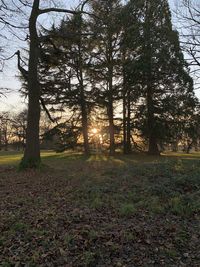 Trees on field against sky at sunset