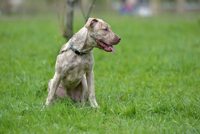 Dog running on grass