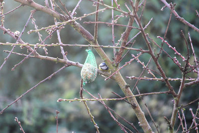 Close-up of bird perching on branch