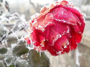 Close-up of frozen red leaf