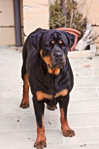 Portrait of black dog standing on footpath