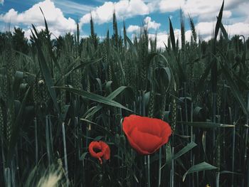 View of flowers growing in field