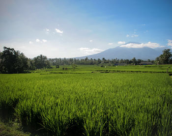 Scenic view of field against sky