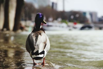 Bird in a lake