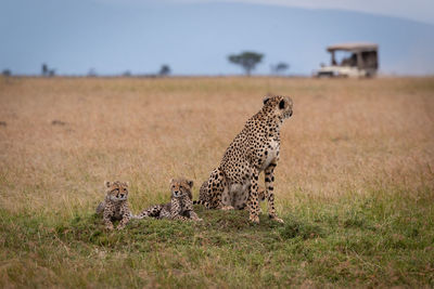 Cheetah sitting on field in zoo