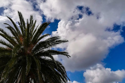 Low angle view of palm tree against sky