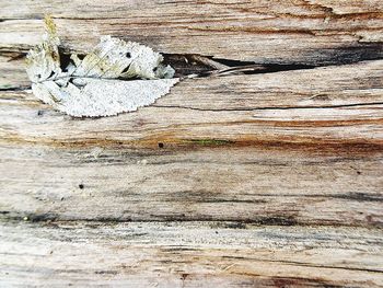 Full frame shot of wooden wall