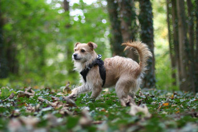 Dog in forest