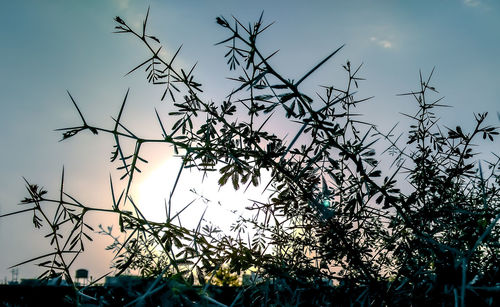 Low angle view of plants against sky