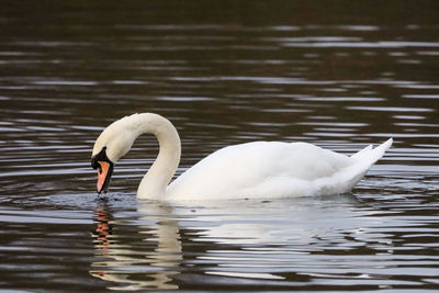 Swans swimming in lake