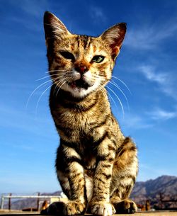 Low angle view of a cat looking away