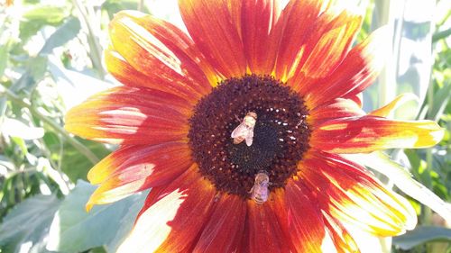 Close-up of flower