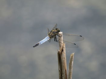 Close-up of dragonfly perching on wooden post