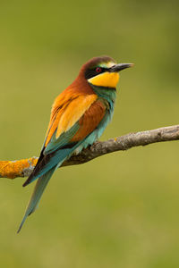 Close-up of bird perching on branch