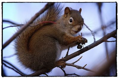 Close-up of squirrel on tree